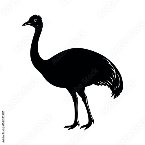 Southern Cassowary Bird Graphic