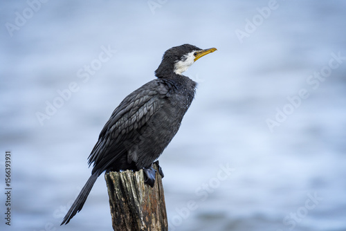 Black Shag or cormorant on perch overlooking lake