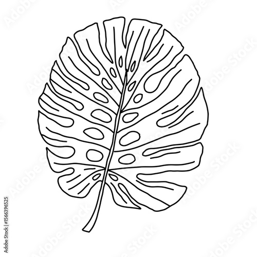 Monstera leaf outline vector illustration. Tropical jungle Monstera leaves isolated on white background