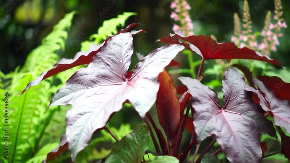 Tall and leafy castor bean plants in a garden , castor beans, plants, green, foliage, gardening, tall, leaves, toxic, seeds