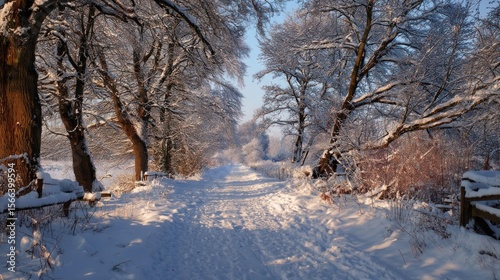 Snowy path through winter wonderland sunlit trees and sparkling snow