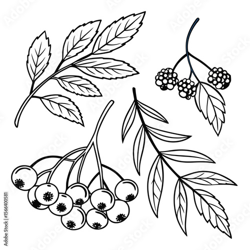 Botanical line art berries and leaves illustration