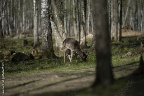 Riga, Latvia 05-09-2024Amidst the whispers of ancient trees, a solitary deer grazes peacefully, embodying the serene beauty of nature