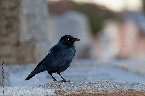 Side view of Australian little raven, corvus mellori, perched on stone masonry, late in the day