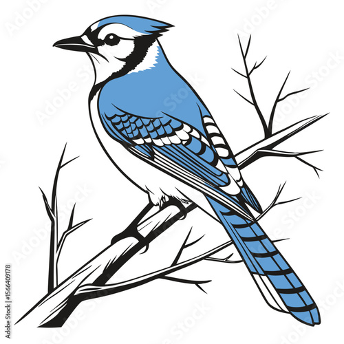 Blue Jay Perched on Bare Branches bird nature