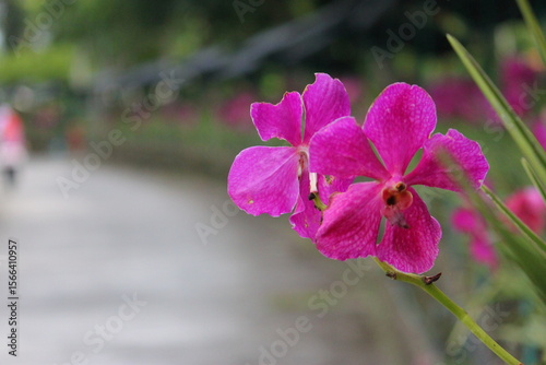 Groups of bright pink-purple orchids bloom along the walkway, with a red-roofed building and blurred trees as a backdrop, adding freshness to the image.