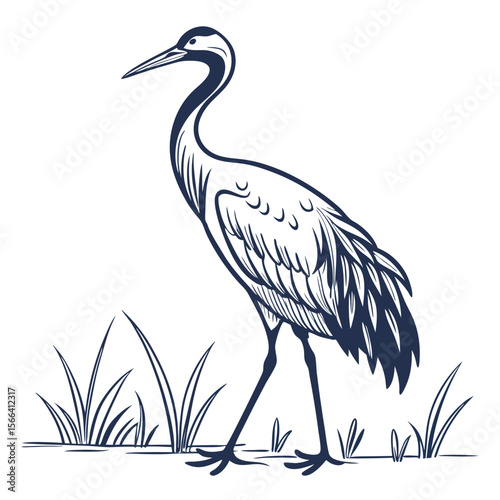 Dark blue crane standing in grass illustration bird
