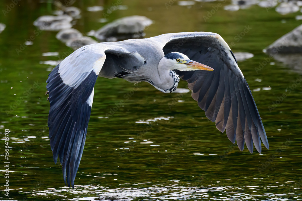 Obraz premium Graureiher im Flug
