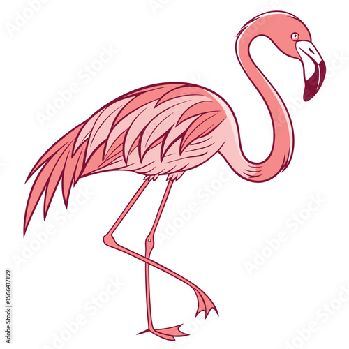 Pink flamingo illustration on white background bird