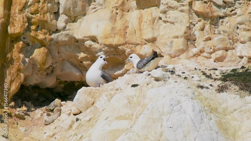 Two Fulmars Pair Bonding on a Cliff