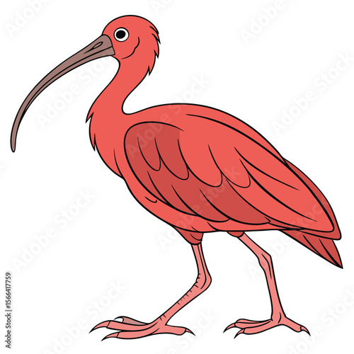 Scarlet Ibis Bird Illustration on White Background