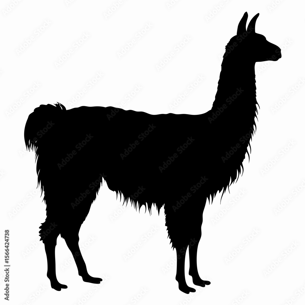 Fototapeta premium Silhouette of llama standing isolated on white background, black outline of Andean animal, vector illustration 