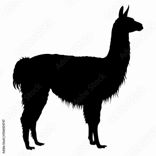 Silhouette of llama standing isolated on white background, black outline of Andean animal, vector illustration
