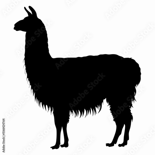 Silhouette of llama standing isolated on white background, black outline of Andean animal, vector illustration

