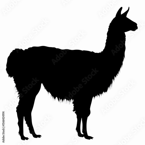 Silhouette of llama standing isolated on white background, black outline of Andean animal, vector illustration

