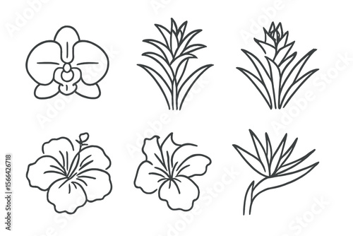 Line drawings of various tropical flowers showcasing unique shapes and details on a clean background