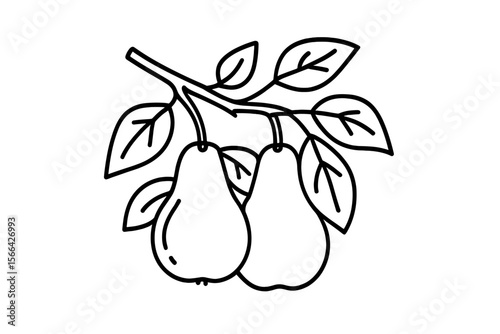 Pears growing on a branch with lush green leaves in a sunny garden during early summer