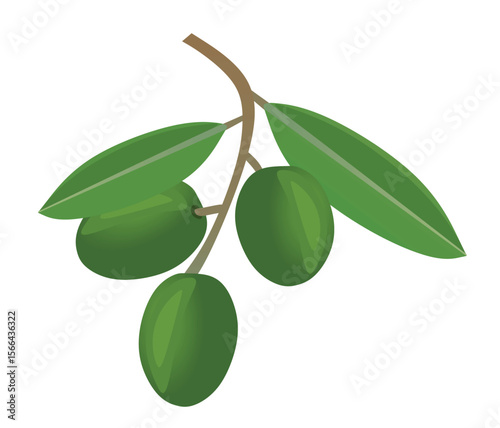 Green olive on white background. vector illustration	