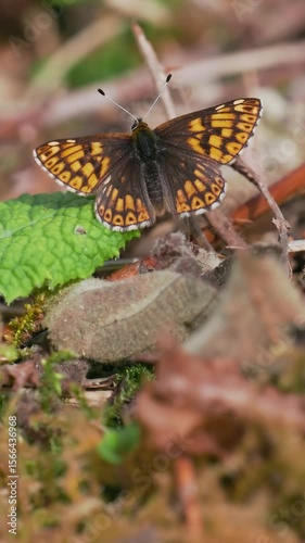 Duke of Burgundy Butterfly. Wings open.