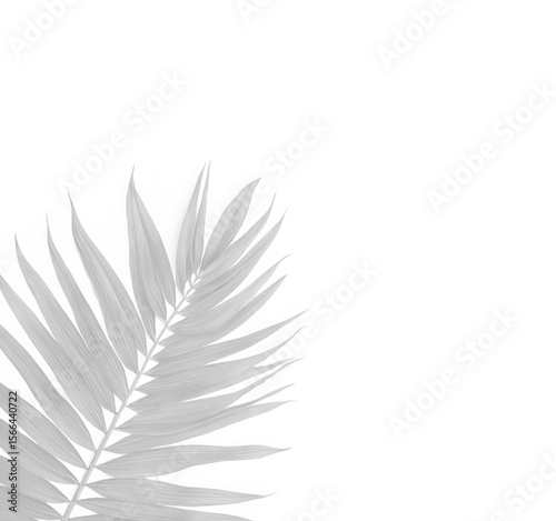 Realistic shadow overlay effect. Natural palm leaf shadows isolated on transparent background. Tropical coconut branch shade, foliage silhouette decoration. Design element for summer spring projects