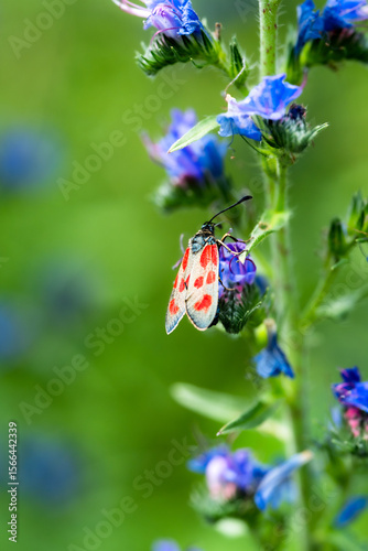 Kraśnik sześcioplamek - Zygaena filipendulae