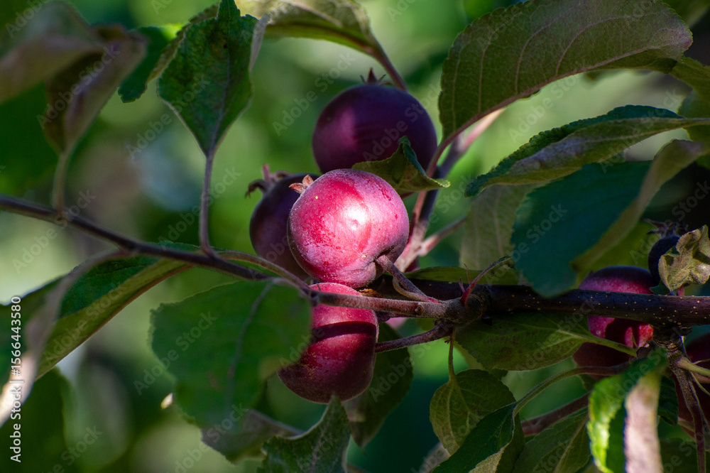 custom made wallpaper toronto digitalred apples on a branch