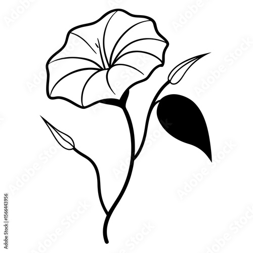 Morning Glory flower on white background