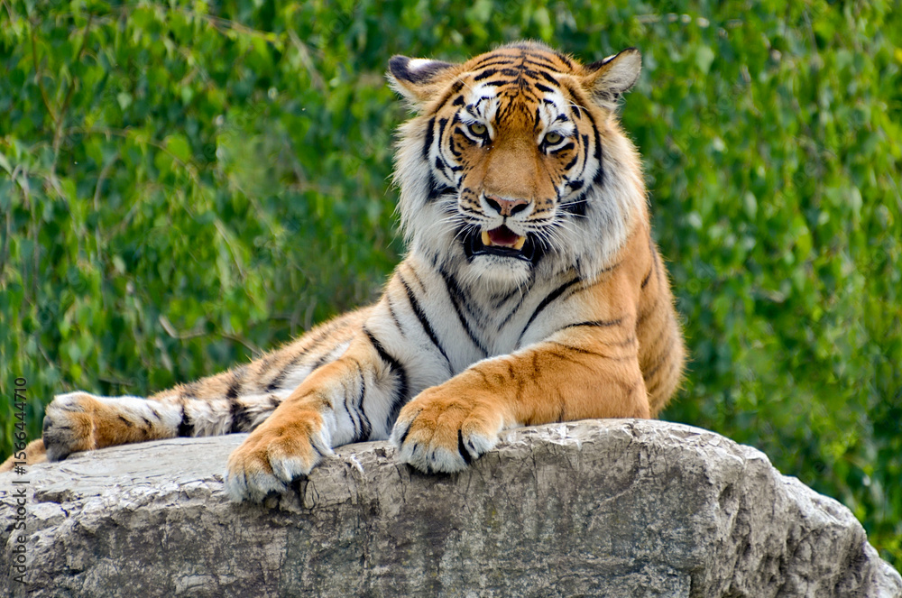 Obraz premium tiger in the jungle