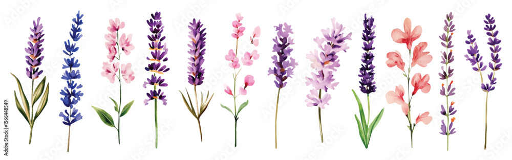 Obraz premium Lavender Wild Field flowers Watercolor illustration Botanical collection of garden plants. Set different wild flowers, branches, herbs and leaves for bouquets and other natural elements for cards