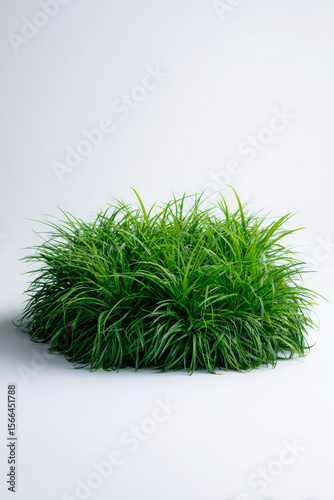 Dwarf mondo grass is vibrant, presenting lush green color against white backdrop