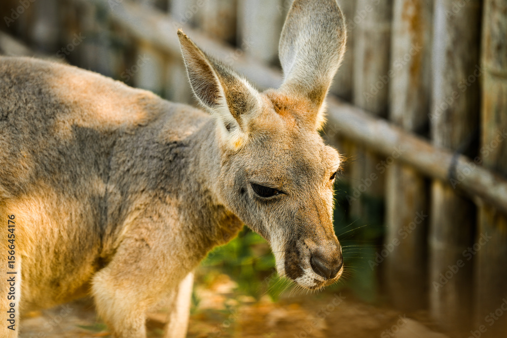 Fototapeta premium Kangaroo with baby joey in the zoo pouch on grass