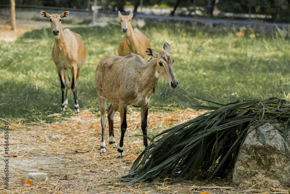Fototapeta premium Nilgai Deer standing in a quiet forest surrounded by trees and grass
