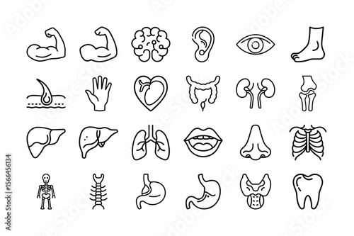 Human Body Parts and Organs Line Icon Set. Muscles, Brain, Heart, Liver, Lungs, Kidneys, Eyes, Ears, Bones, Teeth, and More. Vector Illustration. Editable Stroke.