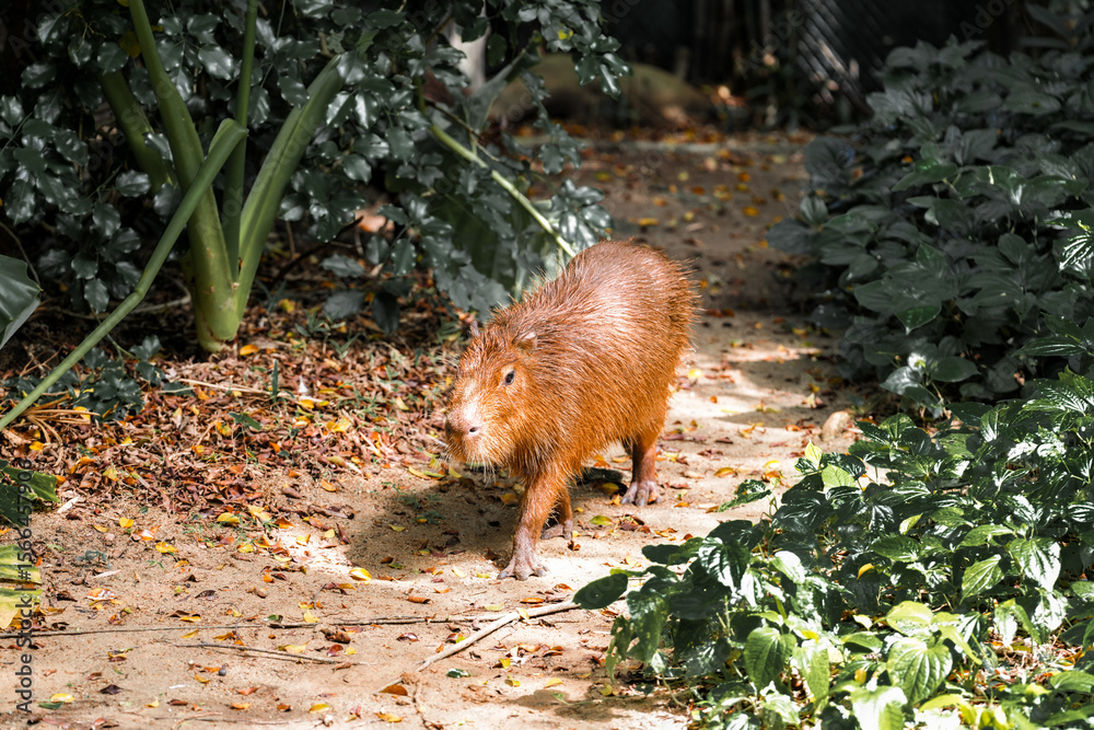 Fototapeta premium Capybara live in a natural forest setting