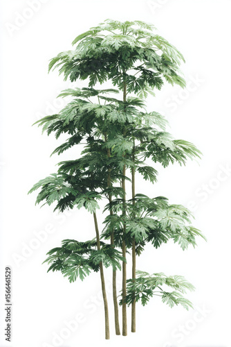 Tall aralia plant exudes delicate beauty, peaceful botanical delight