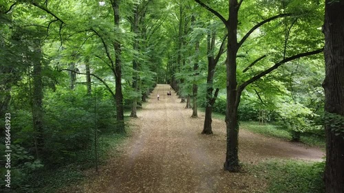 Tall trees in park. Green branches and road between them. Park in Wroclaw city, Poland.