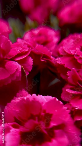 Close-Up of Pink Carnation Flower - Soft Floral Macro Photography on Light Background