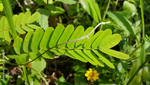 phyllanthus urinaria plant, Leucaena hoja, Guangdong abrus, Abrus cantoniensis, Phyllanthus niruri, Saga creeper, Bhumi Amla.