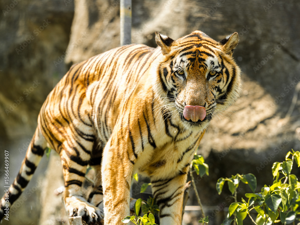 Obraz premium Tiger in the zoo and wild showing its natural stripes and beauty in the jungle environment