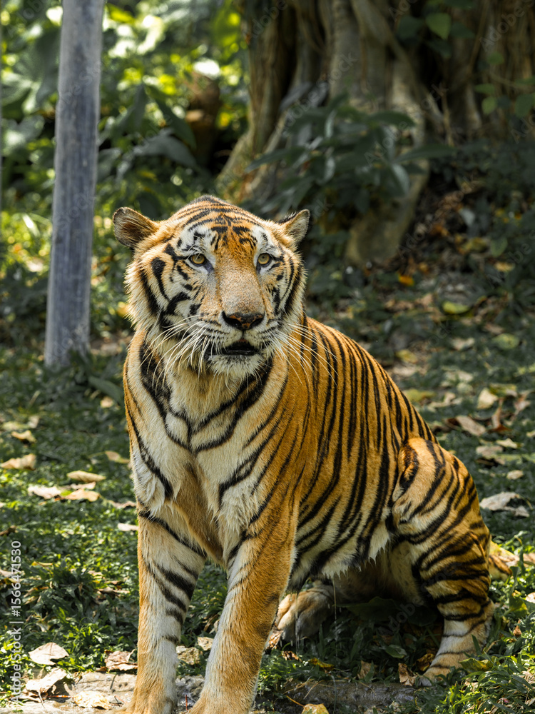 Φωτογραφία Tiger in the zoo and wild showing its natural stripes and beauty in the jungle e
