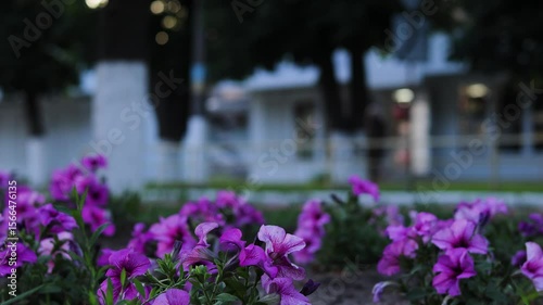 Large purple flowers in a flowerbed close-up with a combined background. Cityscape. Roll