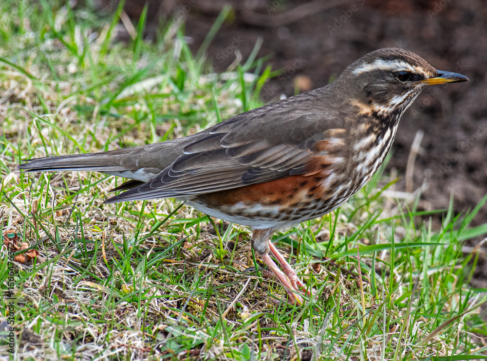 Fototapeta premium Redwing bird in the beautiful nature