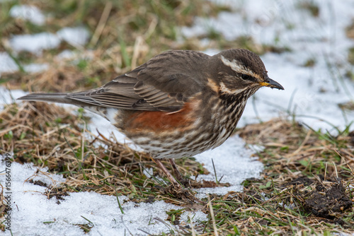 Foto Redwing bird in the beautiful nature