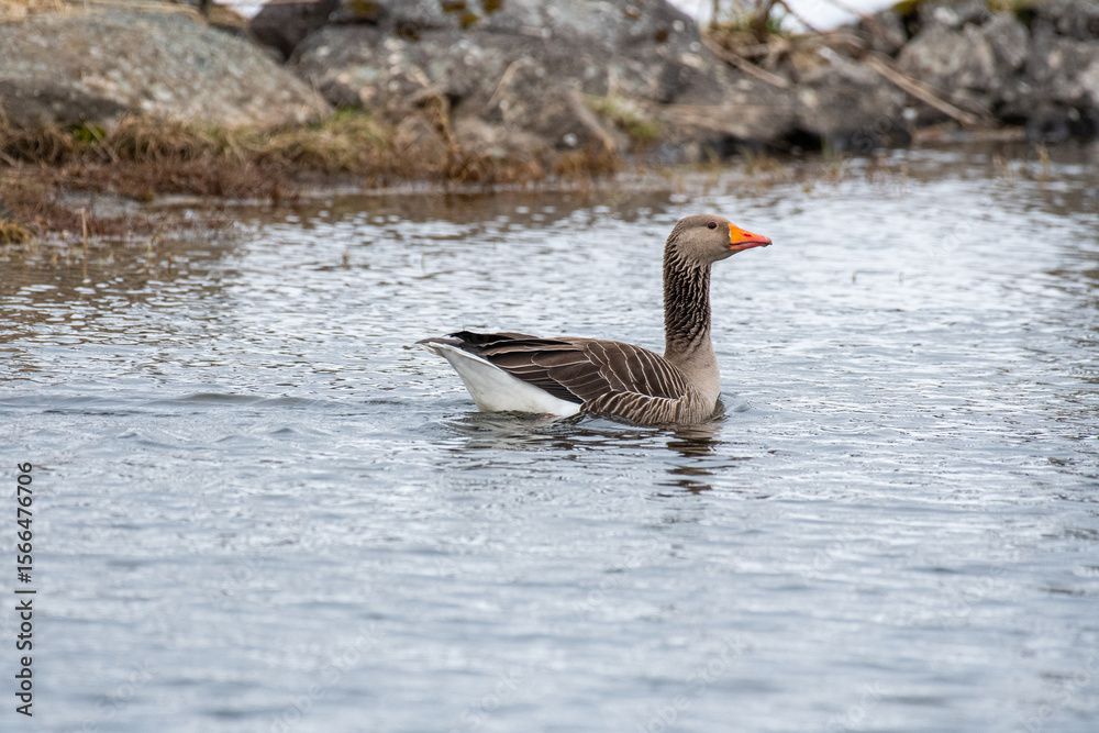 Fototapeta premium Greylag goose in the beautiful spring nature in Iceland