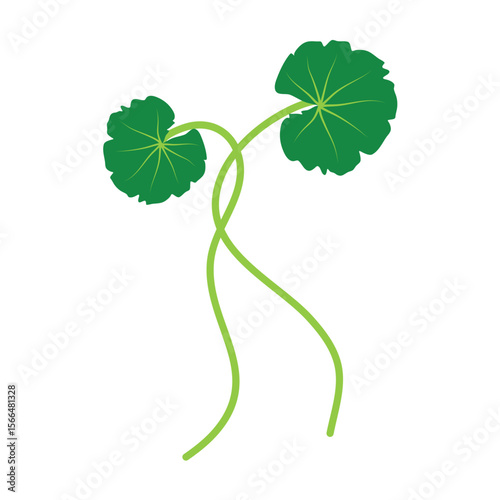 Gotu kola or centella asiatica vector illustration 