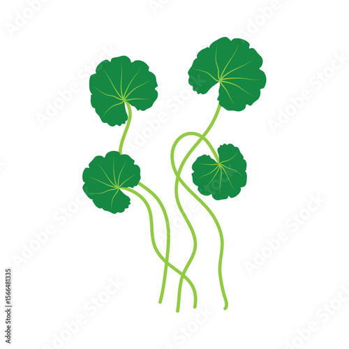 Gotu kola or centella asiatica vector illustration 