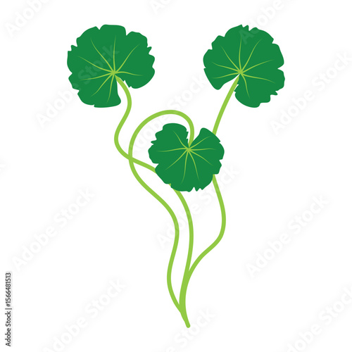 Gotu kola or centella asiatica vector illustration 