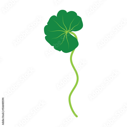 Gotu kola or centella asiatica vector illustration 