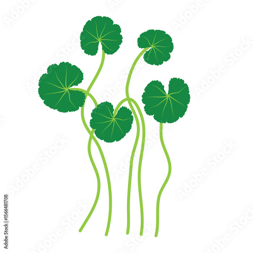 Gotu kola or centella asiatica vector illustration 