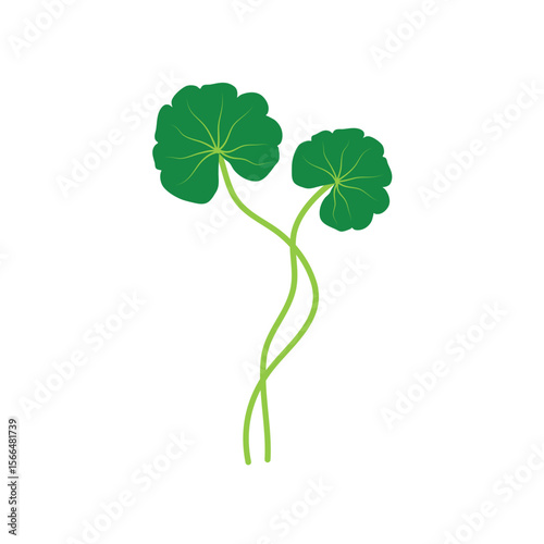 Gotu kola or centella asiatica vector illustration 